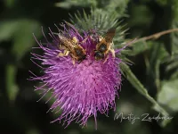 Groefbijen [Halictidae]